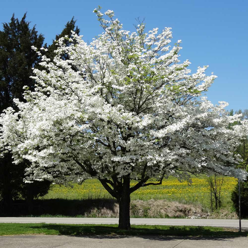 Blooming-Trees-in-Charlotte-in-February