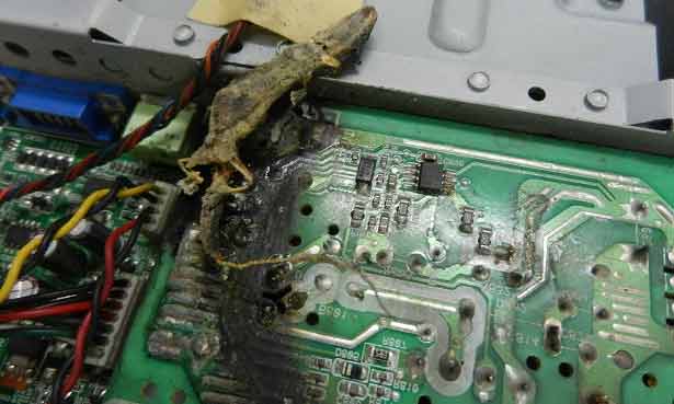 A lizard that short-circuited an HVAC Electronic Control Board